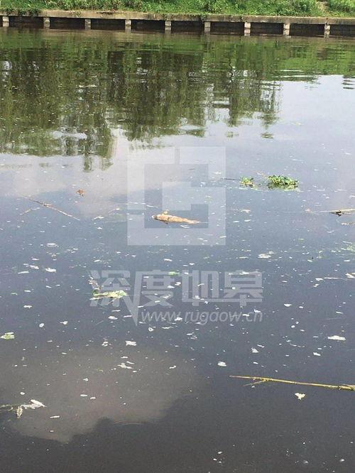 爆料如皋钓鱼场事件视频,揭秘背后惊人真相 第3张 爆料如皋钓鱼场事件视频,揭秘背后惊人真相 第3张